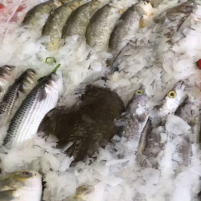 7.5Α Ηλεκτρικό ρεύμα Μηχανή πάγου σε φλάκες 400 kg για έργα κατασκευής ψαροπαραγωγής